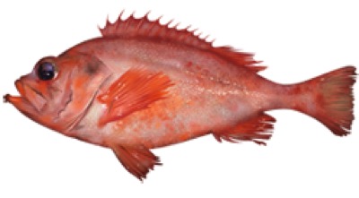 Acadian Redfish identification illustration