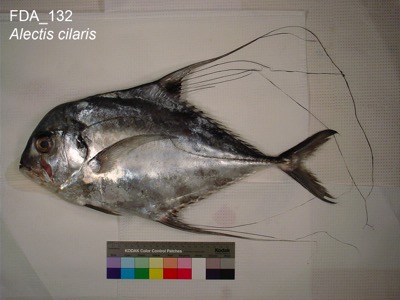 African Pompano identification illustration