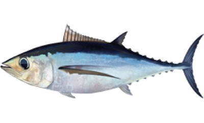 Albacore identification illustration