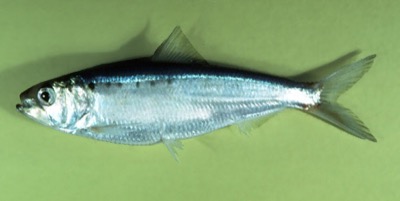 American Shad identification illustration