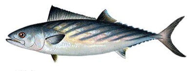 Atlantic Bonito identification illustration