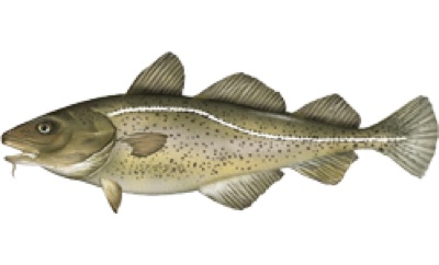 Atlantic Cod identification illustration