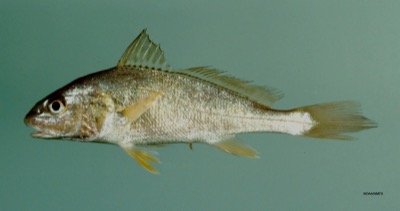 Atlantic Croaker identification illustration