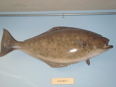 Atlantic Halibut identification illustration
