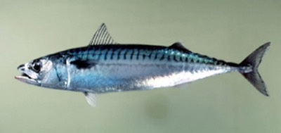 Atlantic Mackerel identification illustration