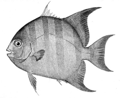 Atlantic Spadefish identification illustration