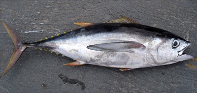 Bigeye Tuna identification illustration