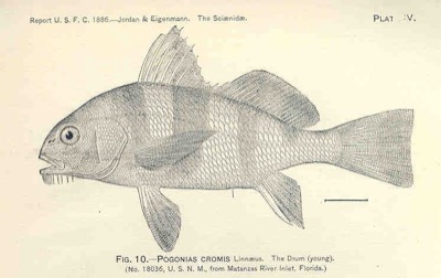 Black Drum identification illustration