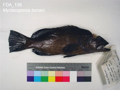 Black Grouper identification illustration