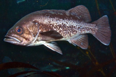 Black Rockfish identification illustration