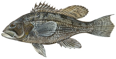 Black Sea Bass identification illustration