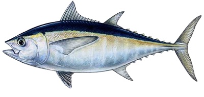Blackfin Tuna identification illustration