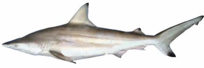 Blacktip Shark identification illustration