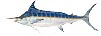 Blue Marlin identification illustration