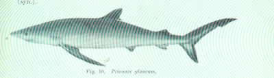 Blue Shark identification illustration