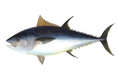 Bluefin Tuna identification illustration