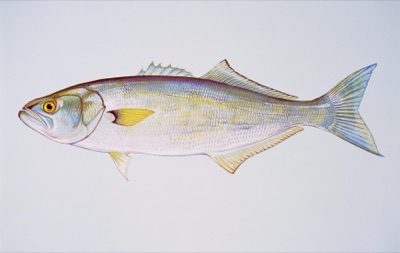 Bluefish identification illustration