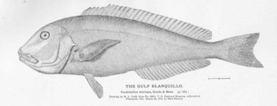 Blueline Tilefish identification illustration