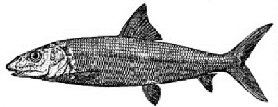 Bonefish identification illustration