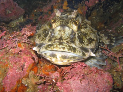 Cabezon identification illustration