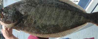 California Halibut identification illustration