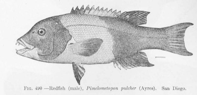 California Sheephead identification illustration