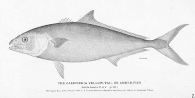 California Yellowtail identification illustration
