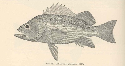 Canary Rockfish identification illustration