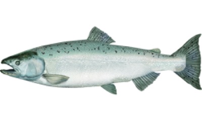 Chinook (King) Salmon identification illustration