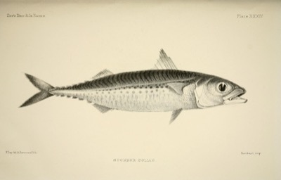 Chub Mackerel identification illustration