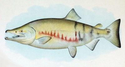 Chum Salmon identification illustration