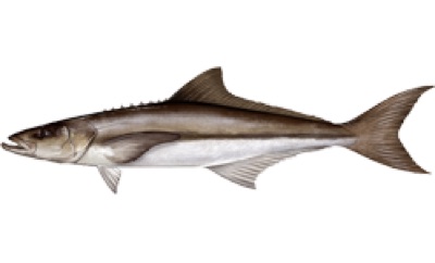 Cobia identification illustration