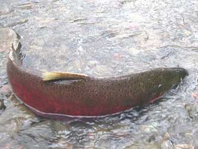 Coho (Silver) Salmon identification illustration