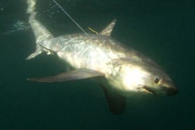 Common Thresher Shark identification illustration