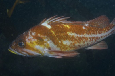 Copper Rockfish identification illustration