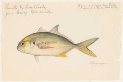 Crevalle Jack identification illustration