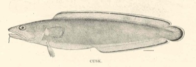 Cusk identification illustration