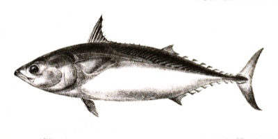 False Albacore identification illustration