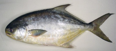 Florida Pompano identification illustration