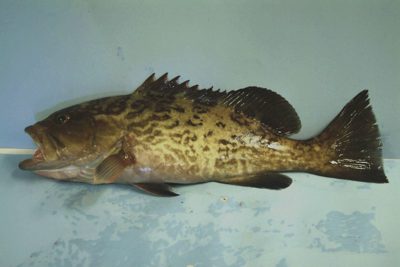 Gag Grouper identification illustration