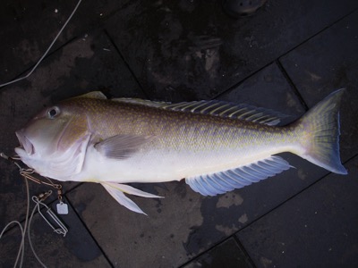 Golden Tilefish identification illustration