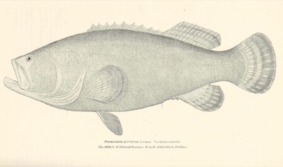 Goliath Grouper identification illustration