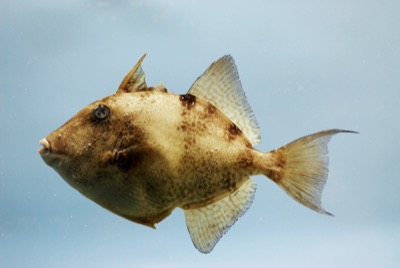 Gray Triggerfish identification illustration