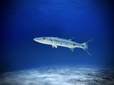 Great Barracuda identification illustration