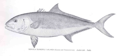 Greater Amberjack identification illustration