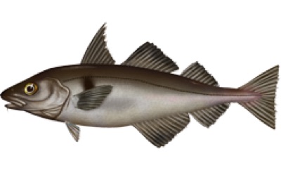 Haddock identification illustration