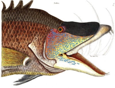 Hogfish identification illustration