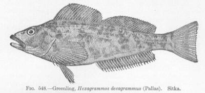 Kelp Greenling identification illustration