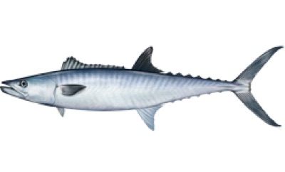 King Mackerel identification illustration