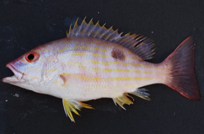 Lane Snapper identification illustration